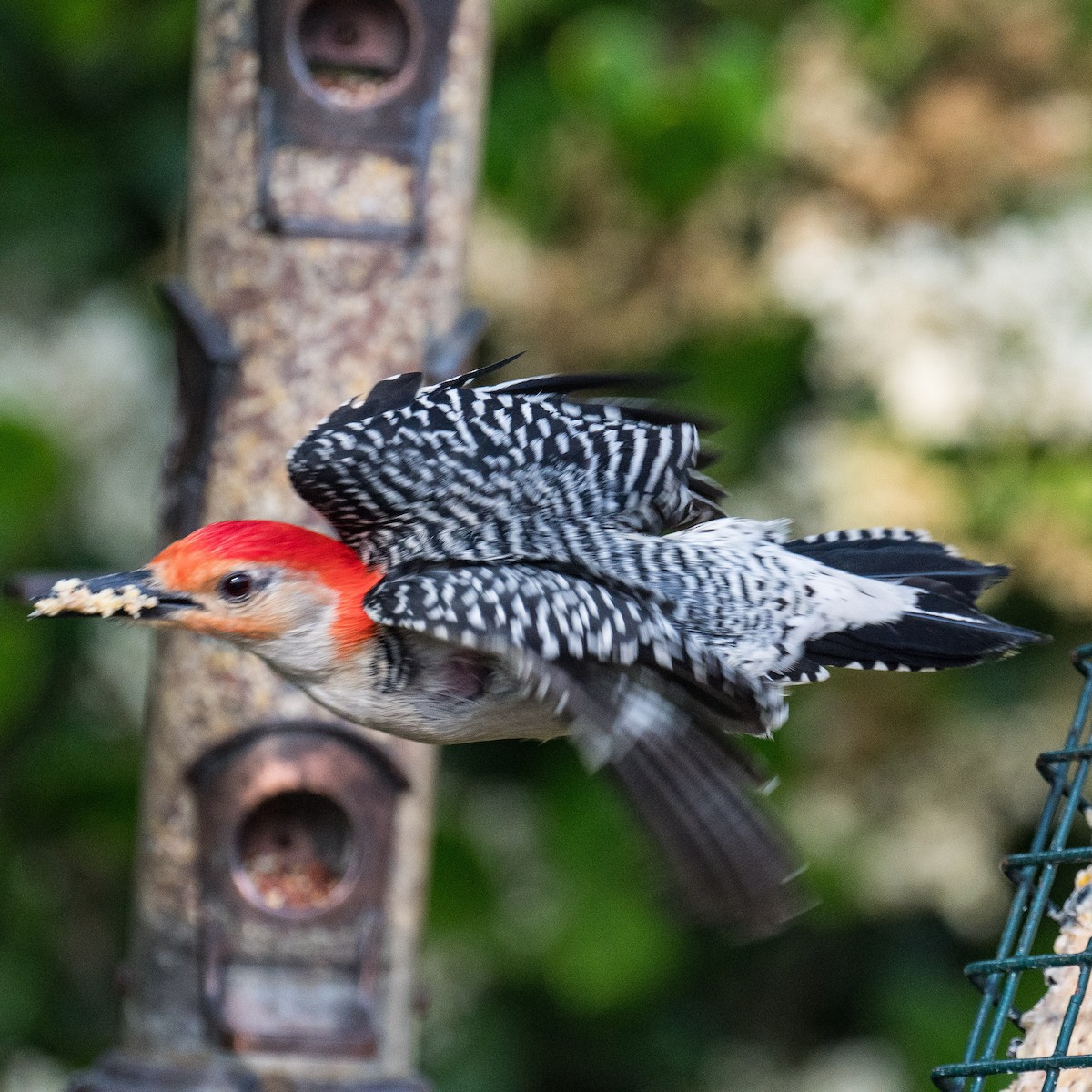 Red-bellied Woodpecker - Liling Warren