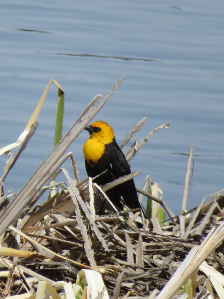 Yellow-headed Blackbird - ML618399900