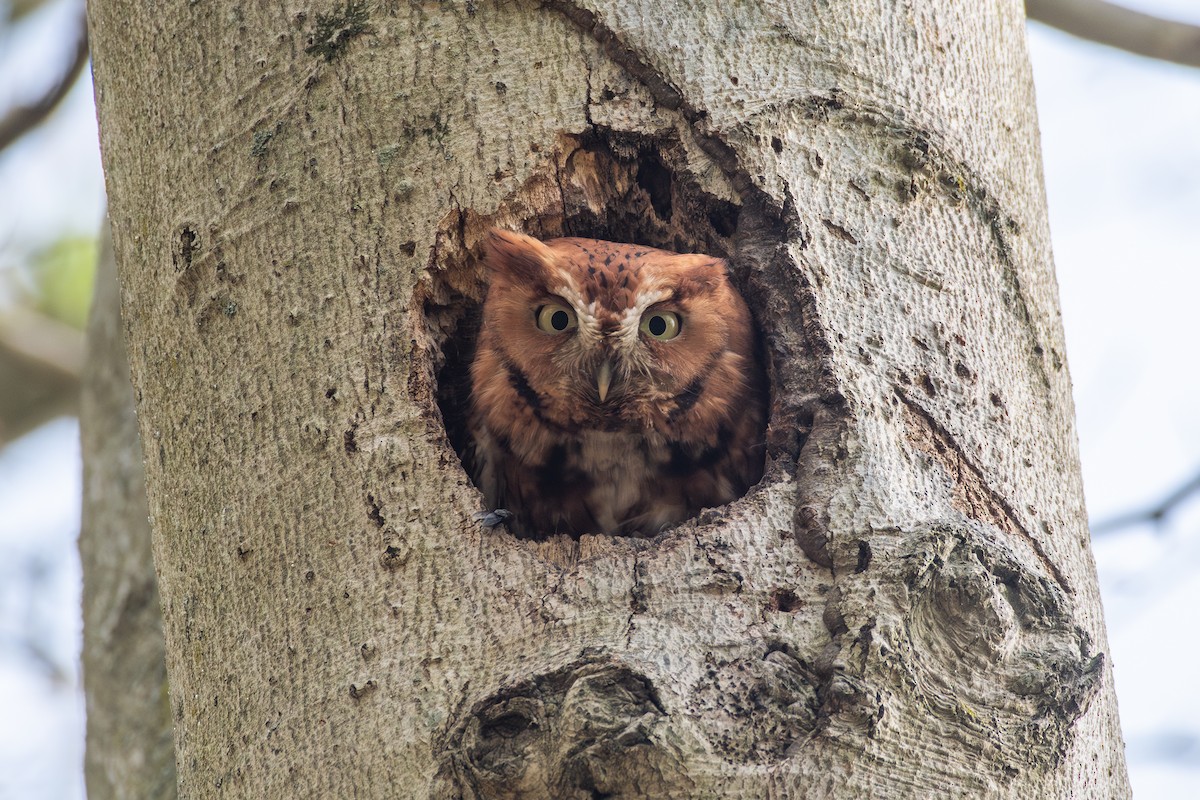 Eastern Screech-Owl (Northern) - ML618399912