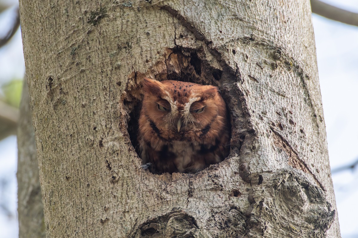 Eastern Screech-Owl (Northern) - ML618399913