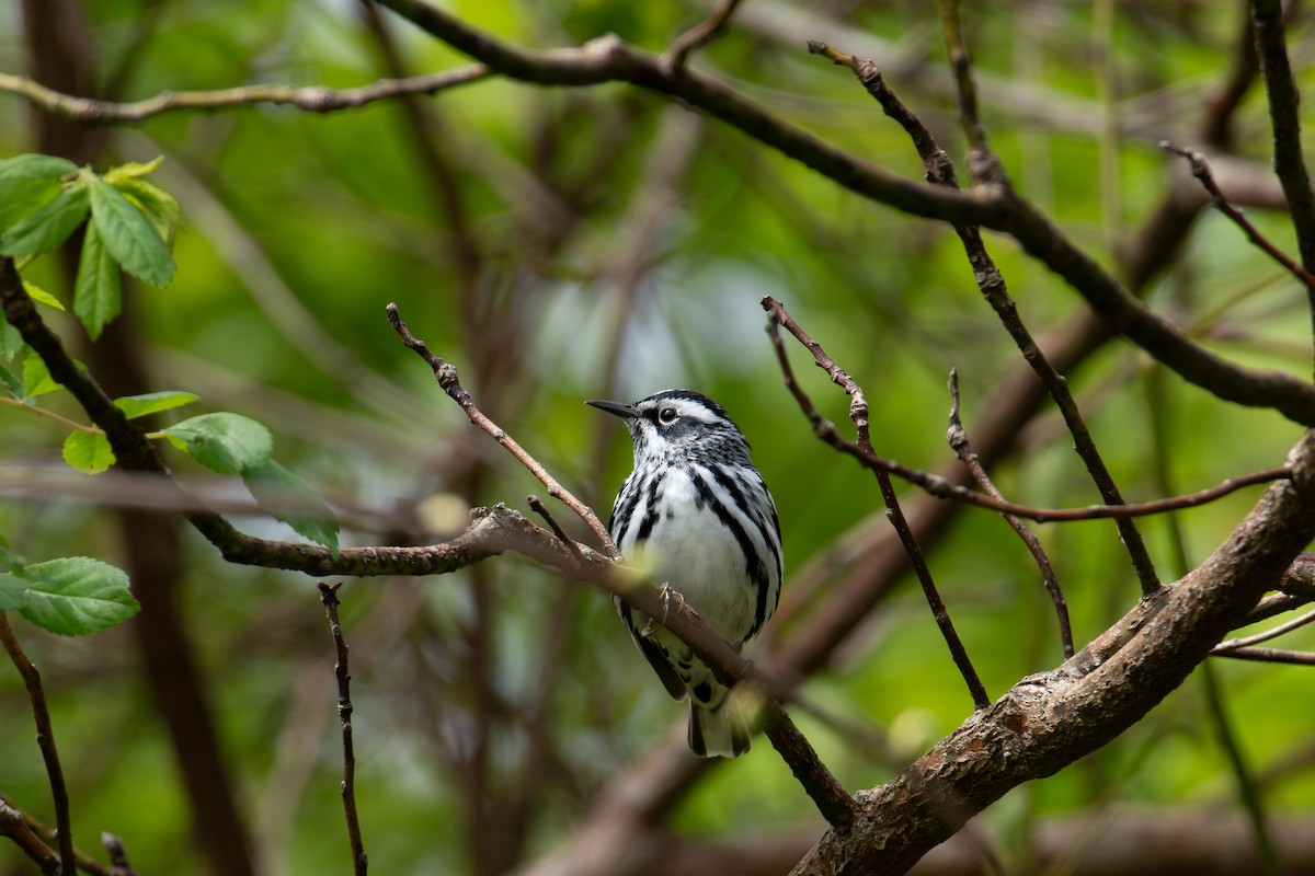 Black-and-white Warbler - ML618399914