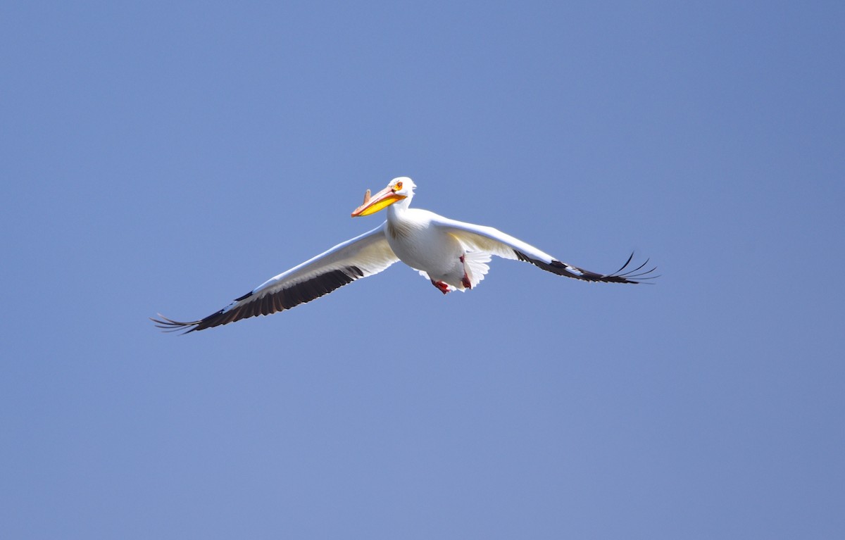 pelikán severoamerický - ML618399949