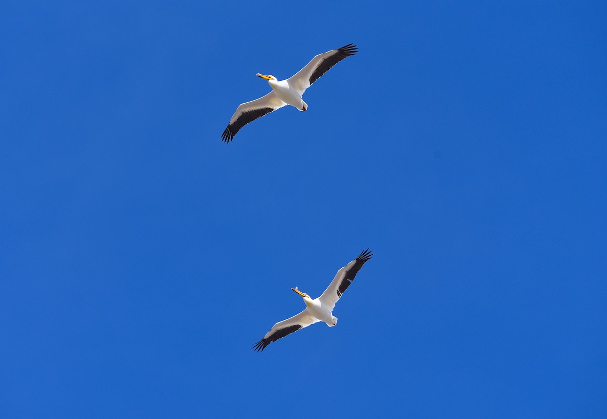 pelikán severoamerický - ML618399950