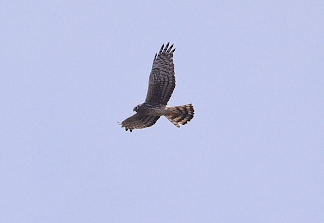 Northern Harrier - D & I Fennell