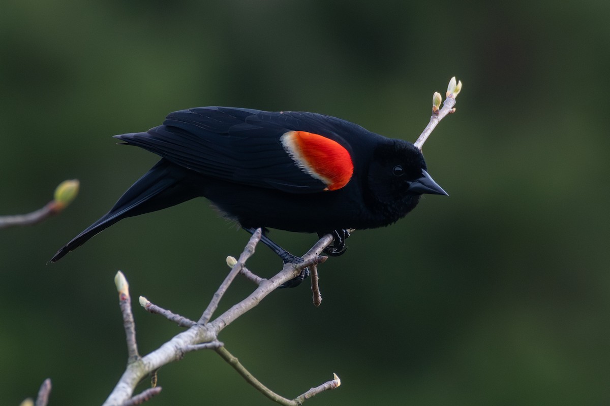 Red-winged Blackbird (Red-winged) - ML618399974