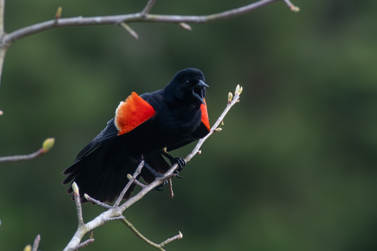 Red-winged Blackbird (Red-winged) - ML618399975