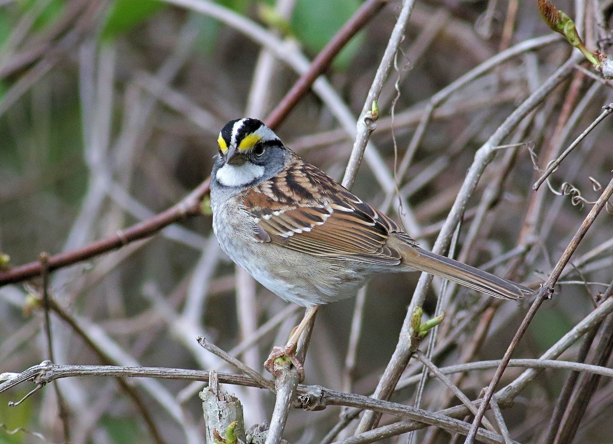 White-throated Sparrow - John  Cameron