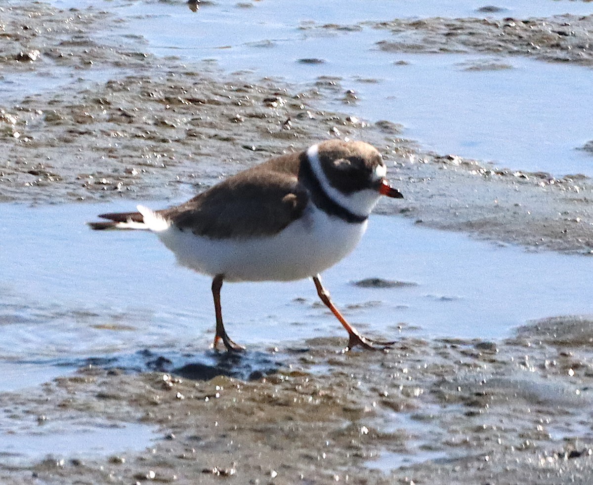 Semipalmated Plover - ML618400054