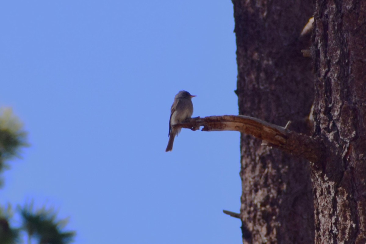 Greater Pewee - ML618400060