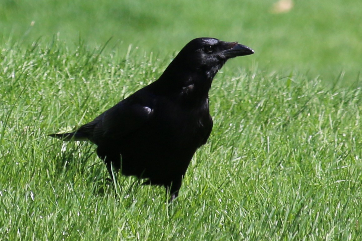 American Crow - Robert Pulone