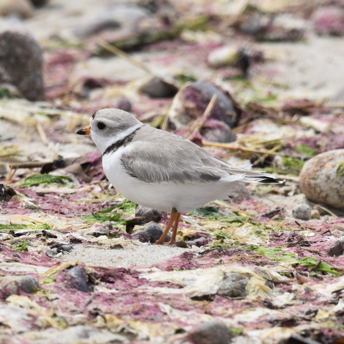 Piping Plover - ML618400073