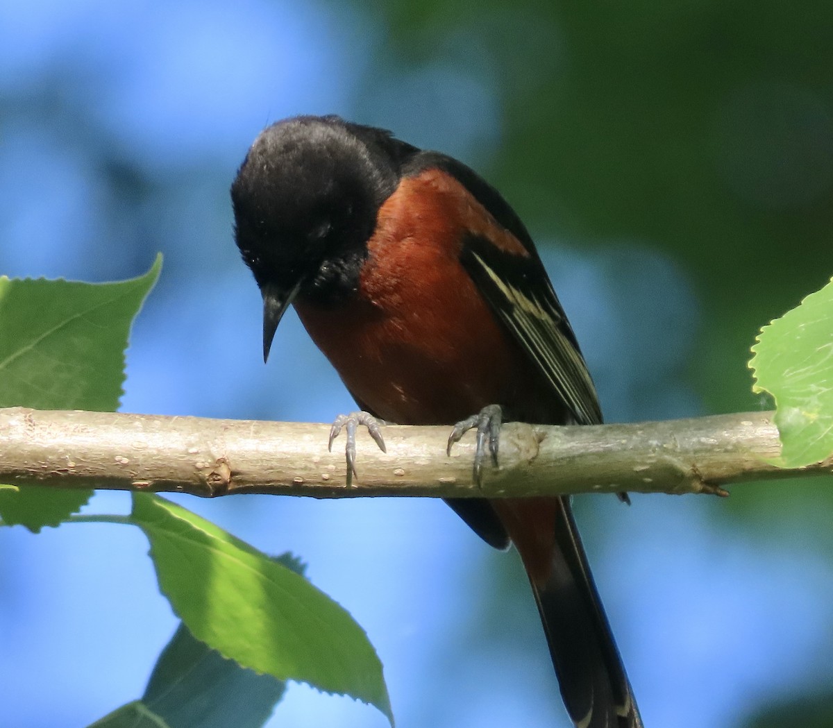 Orchard Oriole - ML618400092