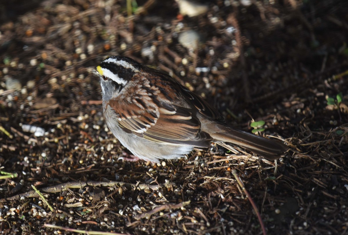 White-throated Sparrow - ML618400105