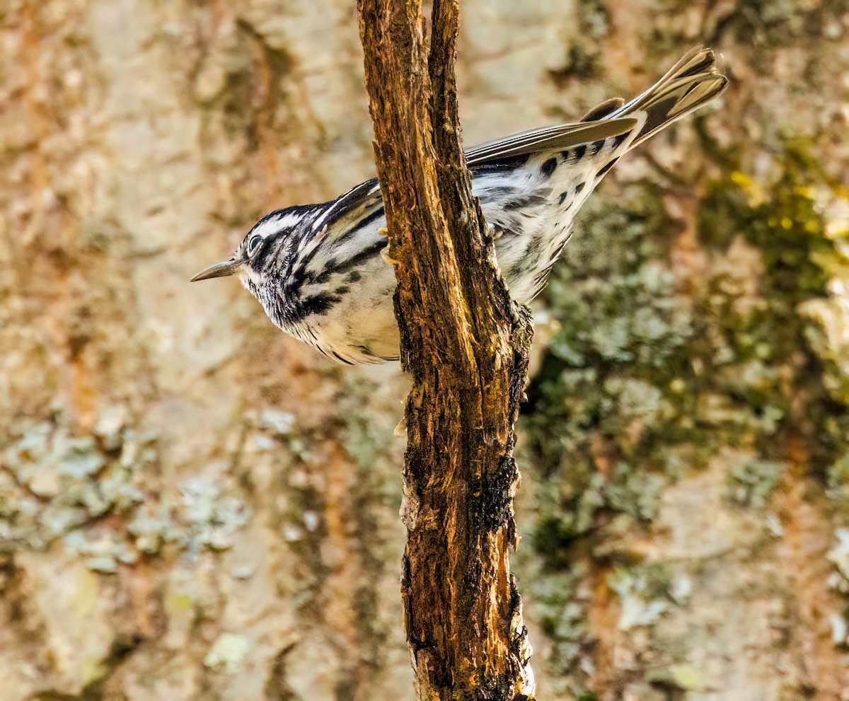 Black-and-white Warbler - ML618400117