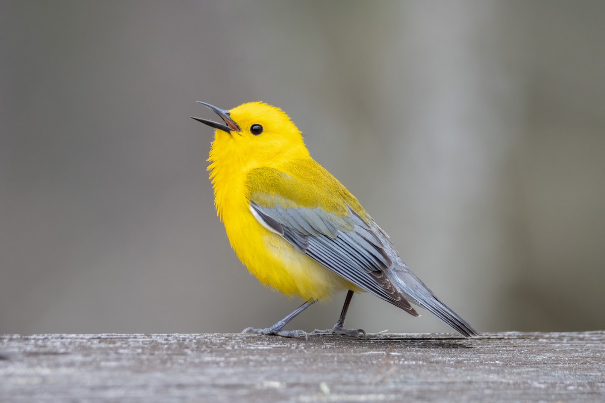 Prothonotary Warbler - ML618400158