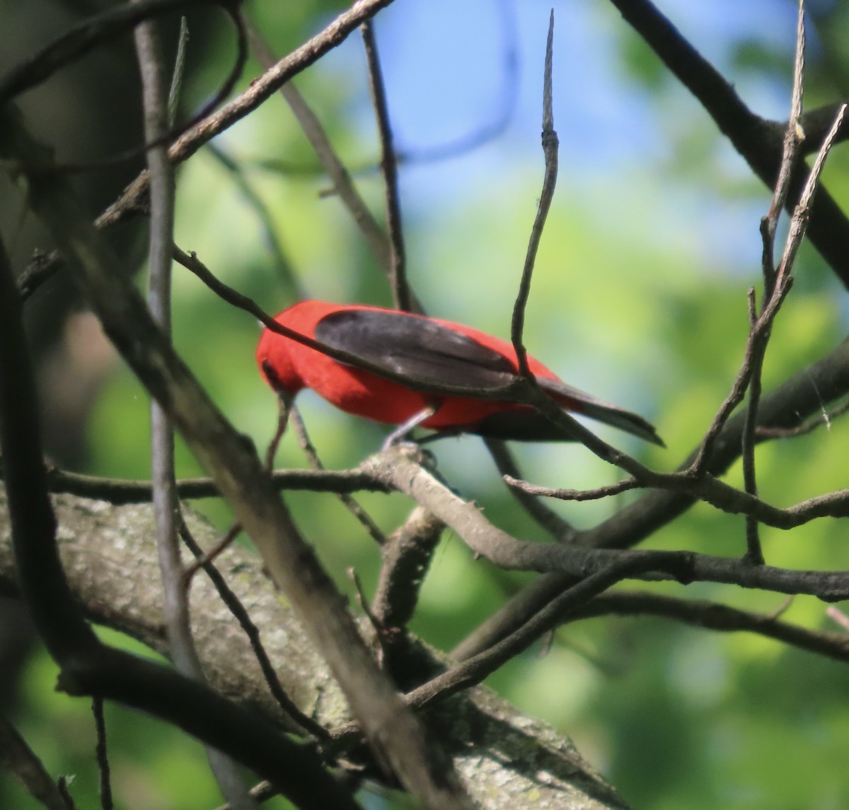 Scarlet Tanager - ML618400193