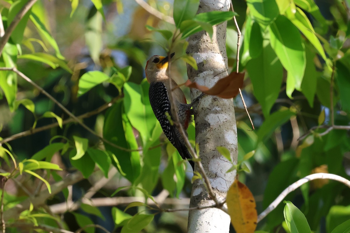 Yucatan Woodpecker - ML618400199