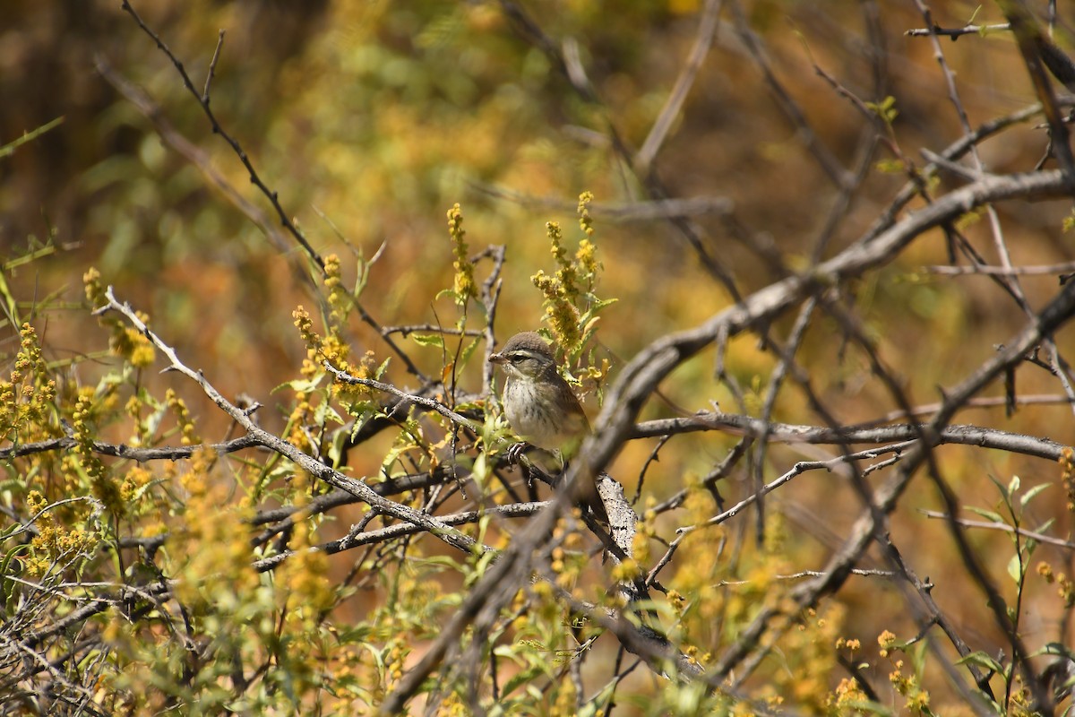 Black-throated Sparrow - ML618400238