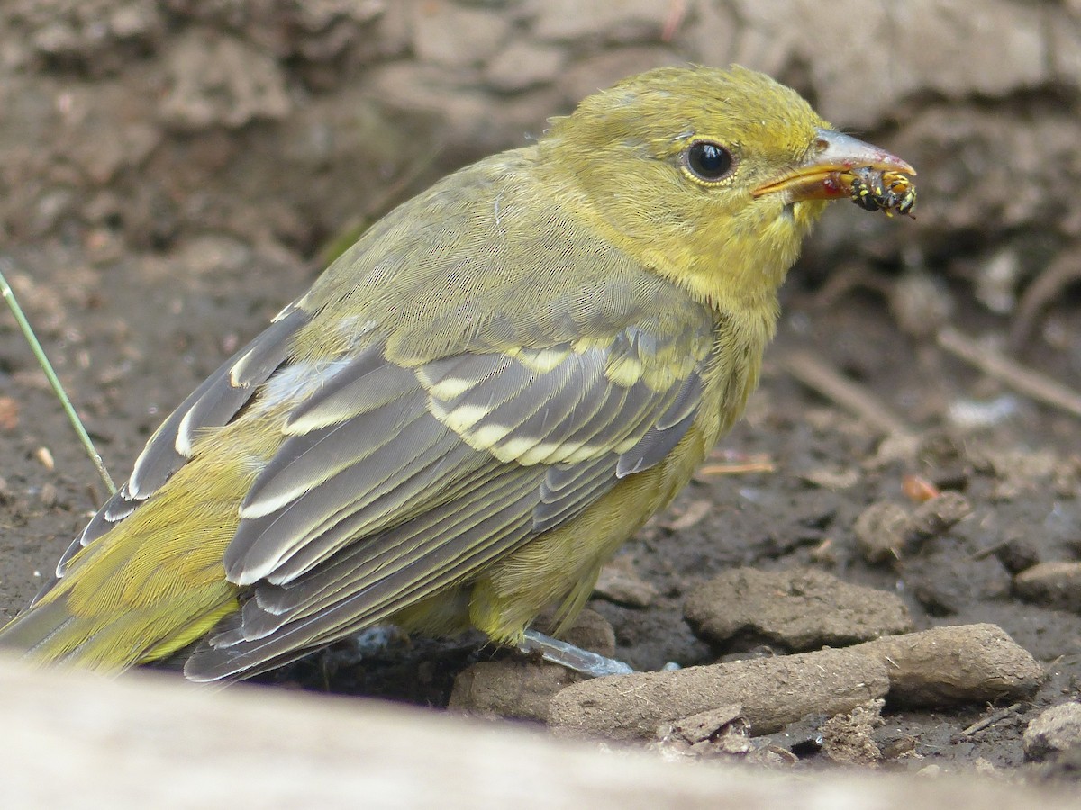 Western Tanager - ML618400262