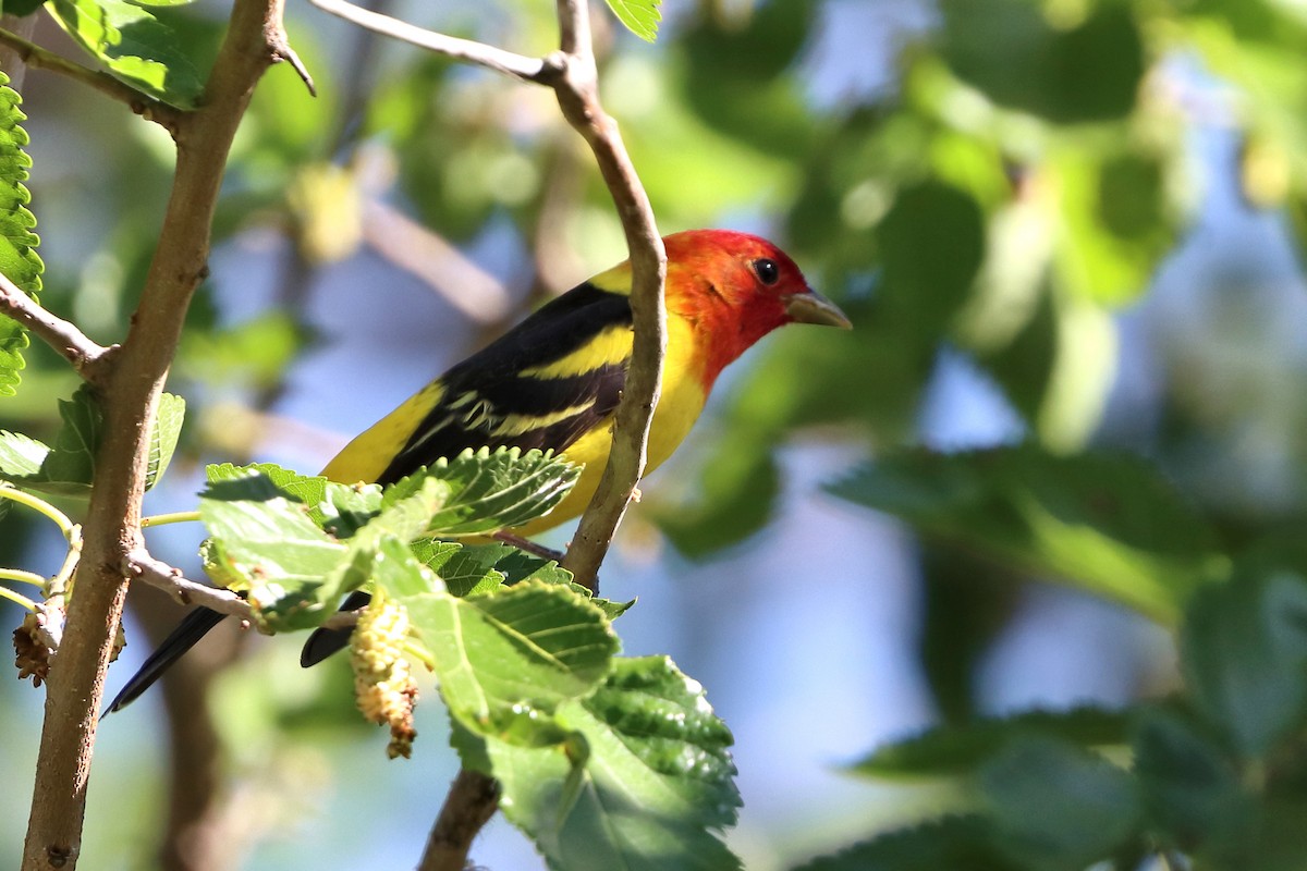 Western Tanager - ML618400263