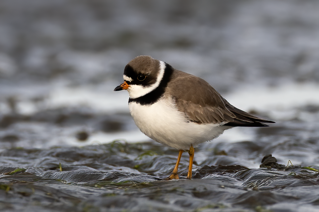 Semipalmated Plover - ML618400274