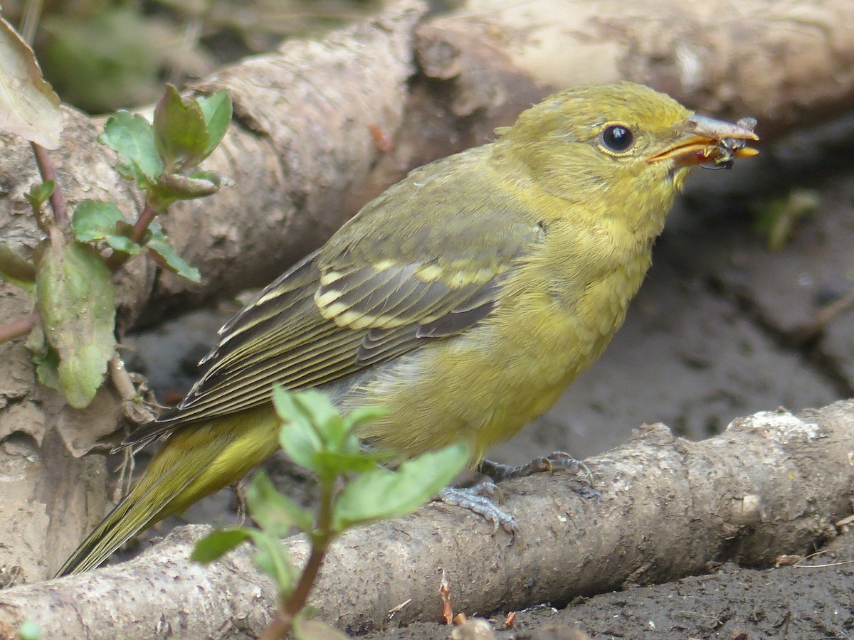 Western Tanager - ML618400277