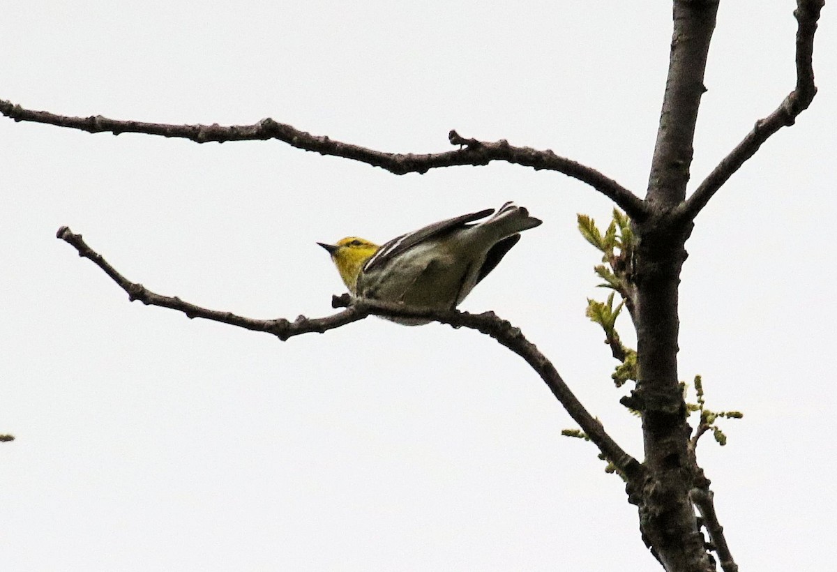 Black-throated Green Warbler - John  Cameron