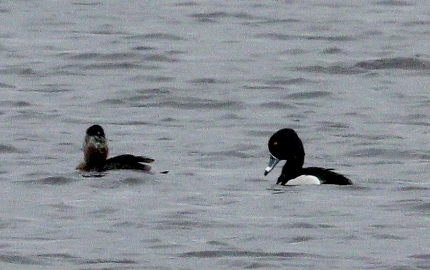 Ring-necked Duck - Jay & Judy Anderson