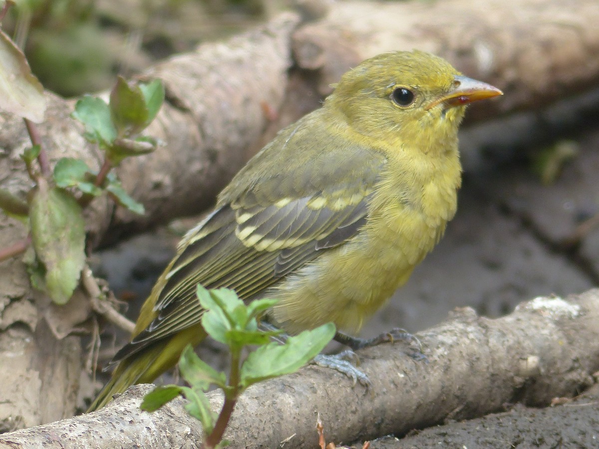 Western Tanager - ML618400292