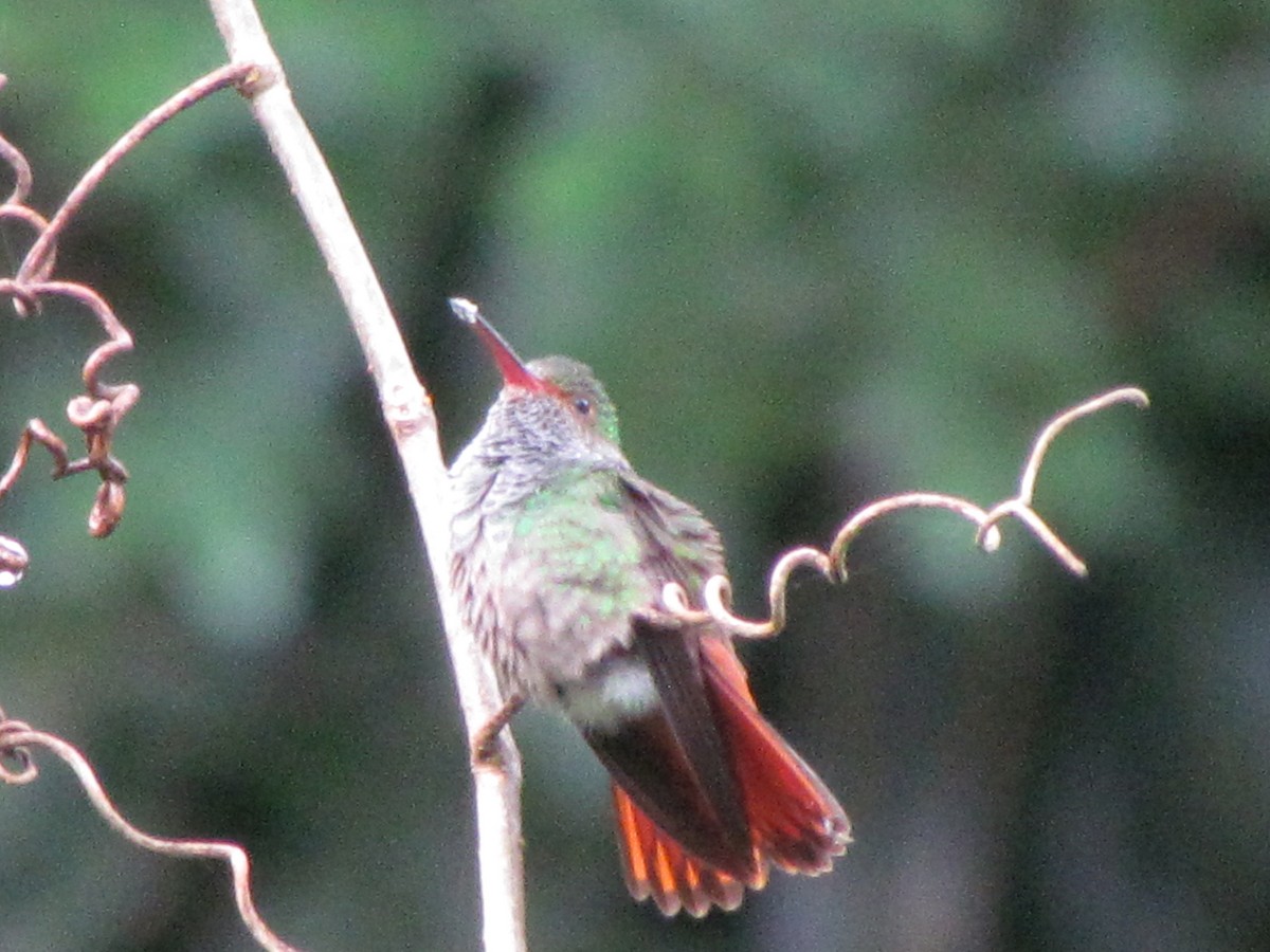 Rufous-tailed Hummingbird - ML618400301