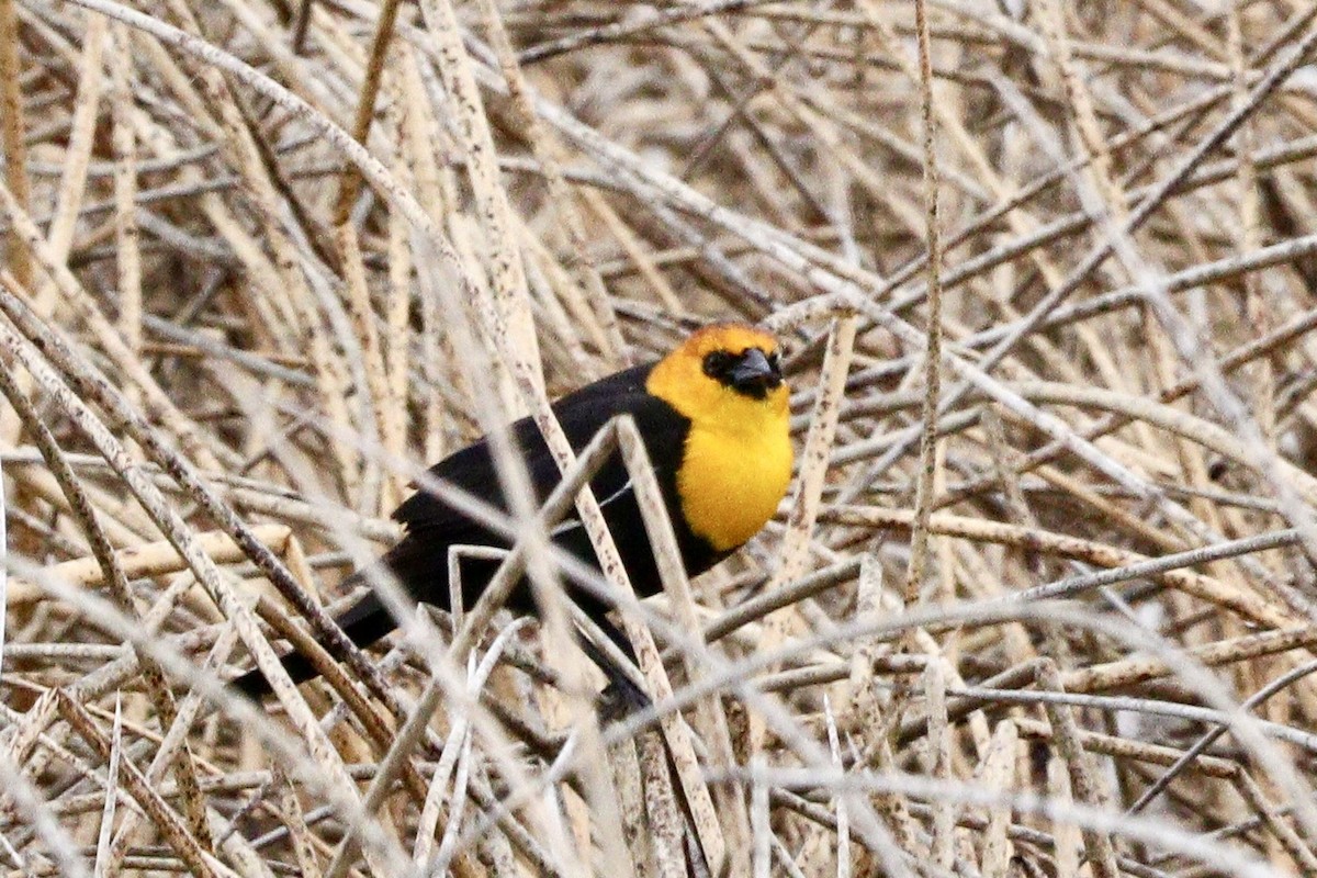 Yellow-headed Blackbird - ML618400311