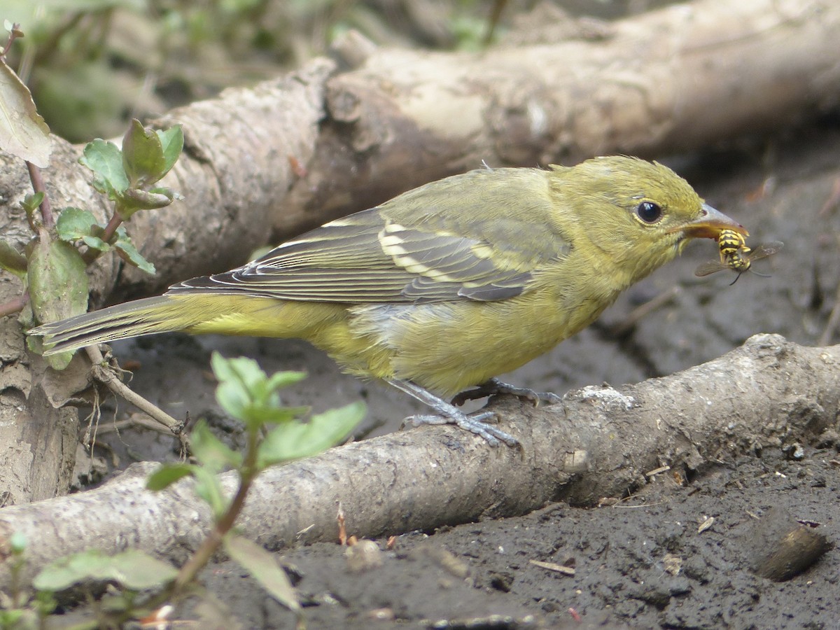 Western Tanager - ML618400320
