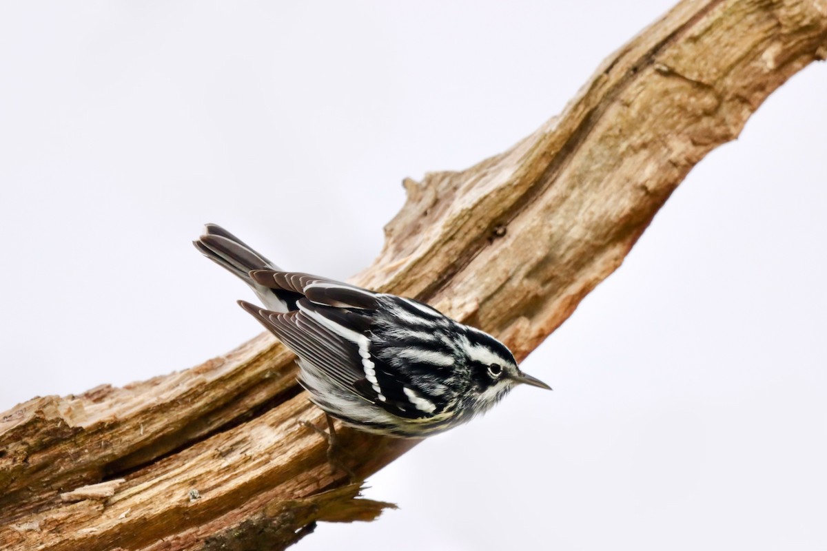 Black-and-white Warbler - ML618400322