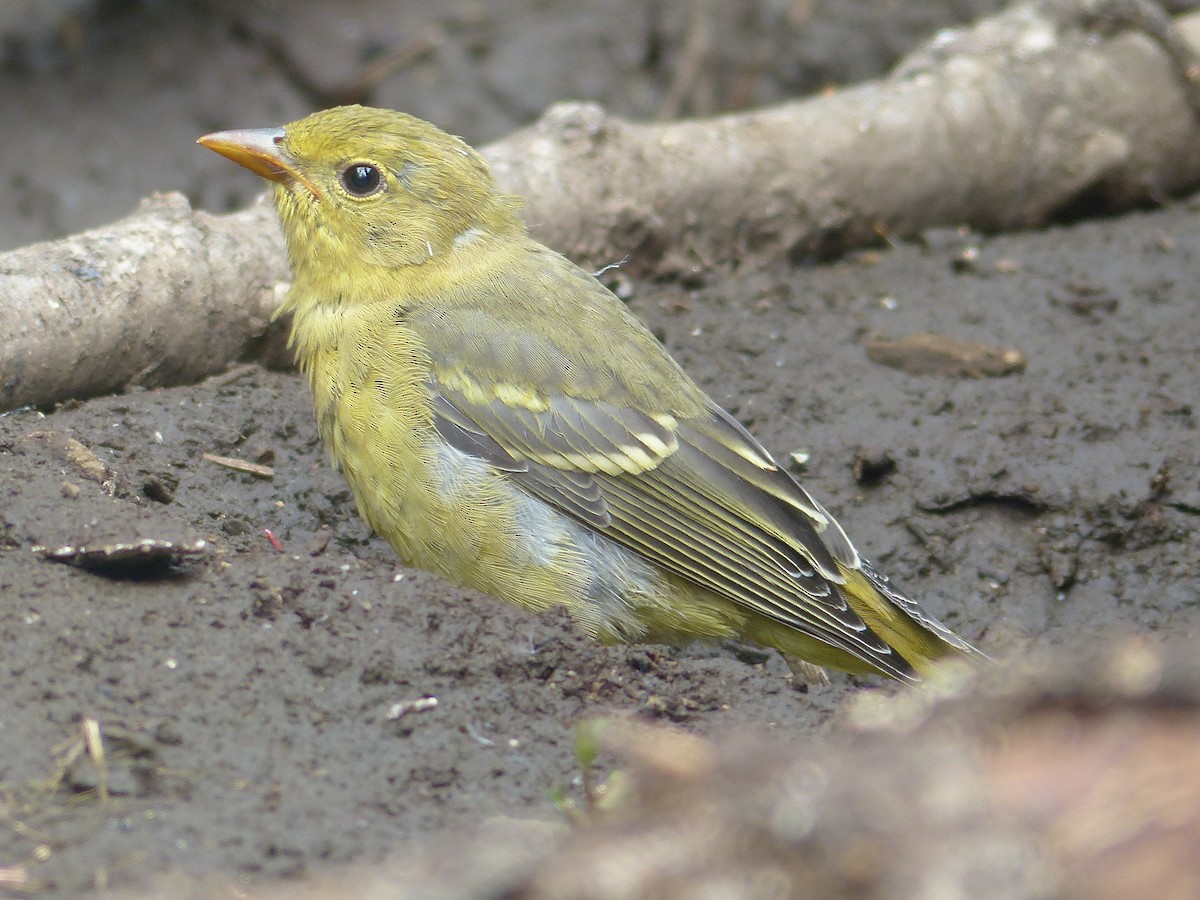 Western Tanager - ML618400356