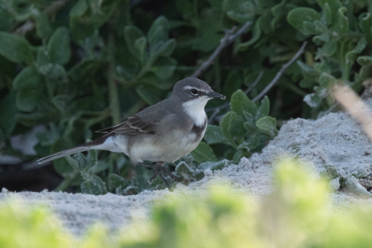 Cape Wagtail - ML618400357