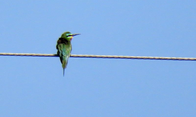 Blue-cheeked Bee-eater - ML618400359