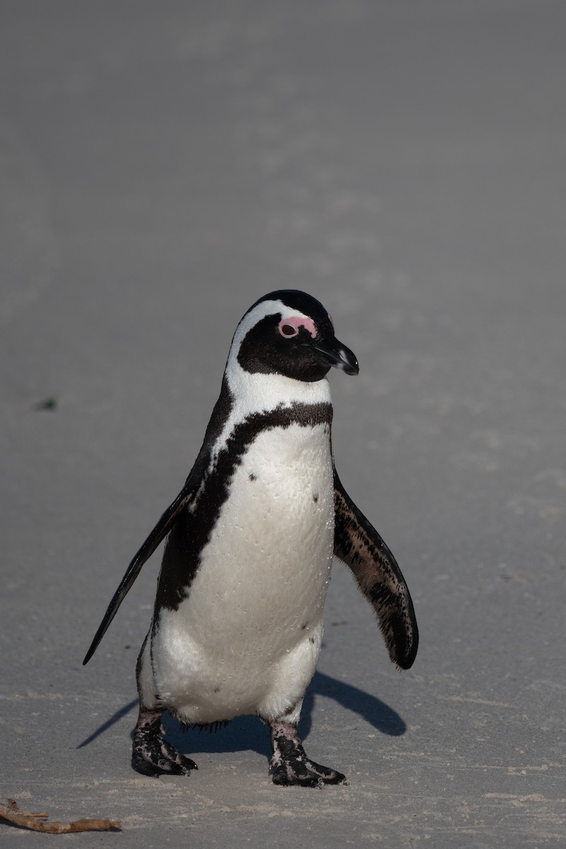 Очковый пингвин - ML618400364