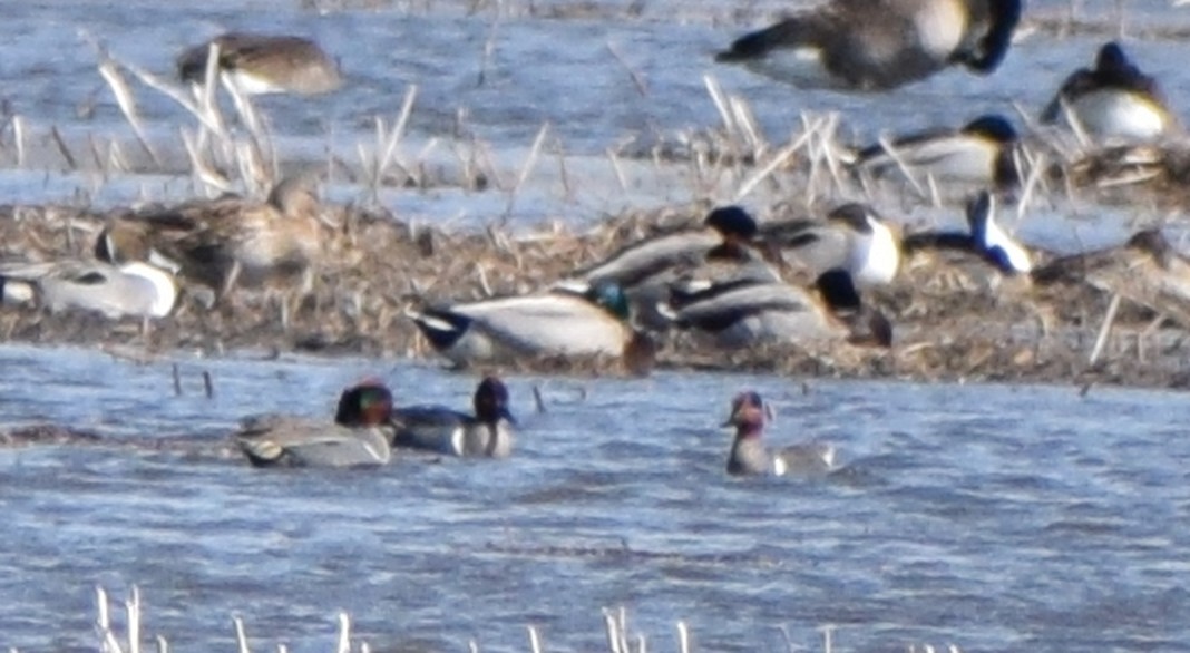 Green-winged Teal - ML618400379