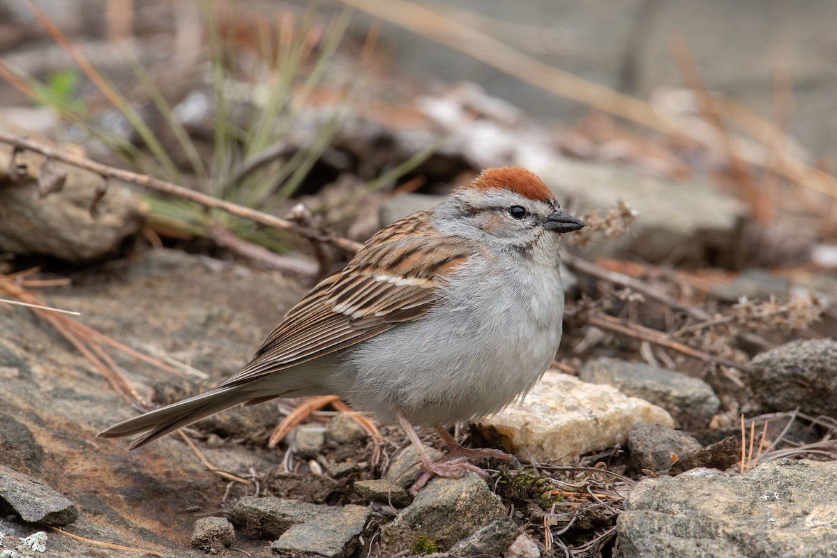 Chipping Sparrow - ML618400385