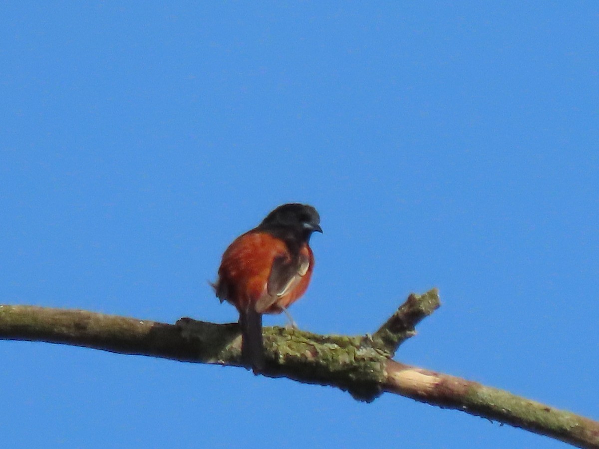 Orchard Oriole - ML618400396