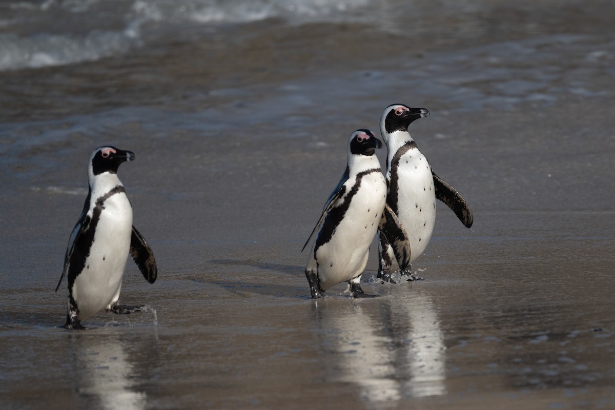 פינגווין אפריקני - ML618400416