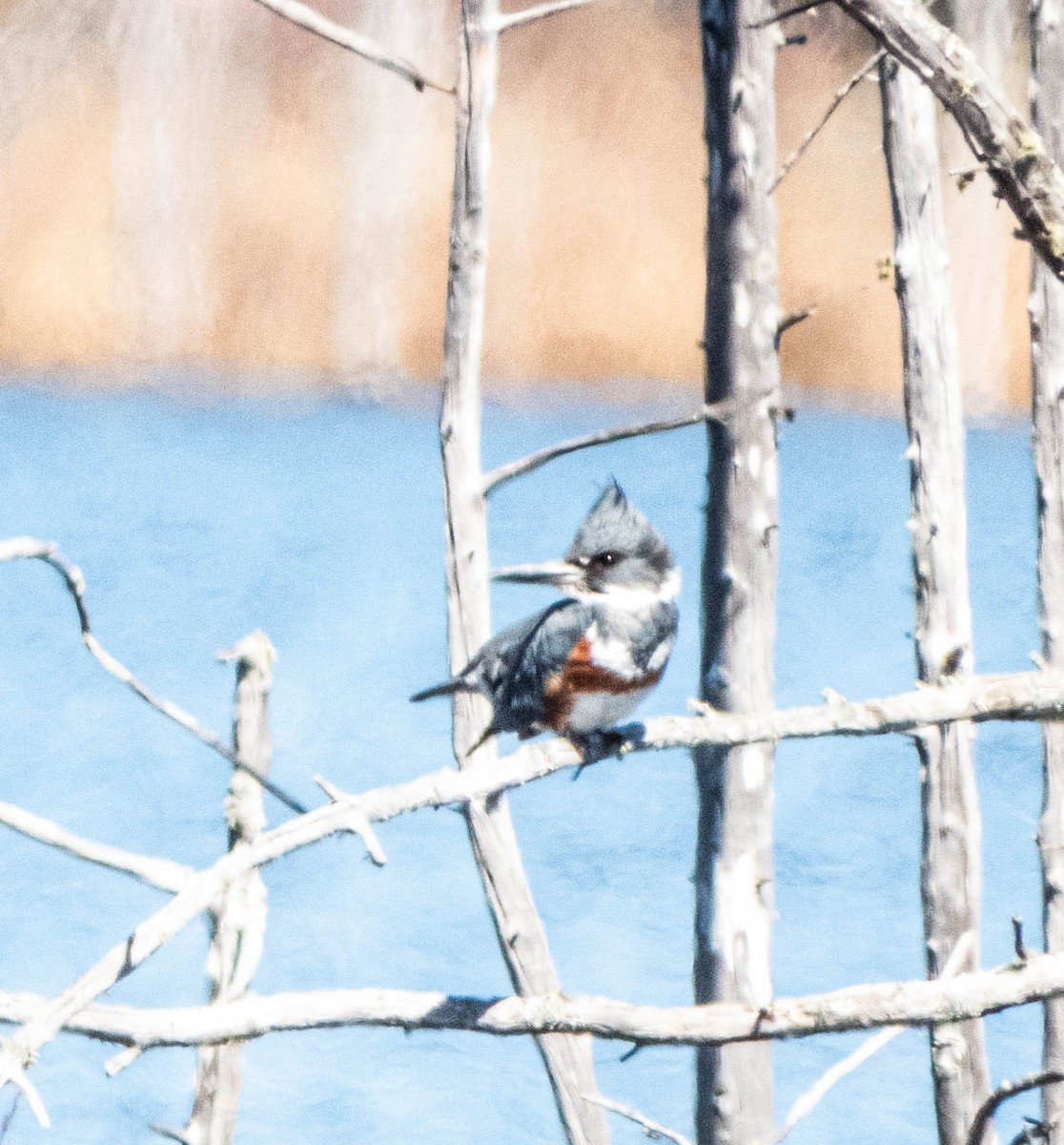 Belted Kingfisher - Amanda Dulworth