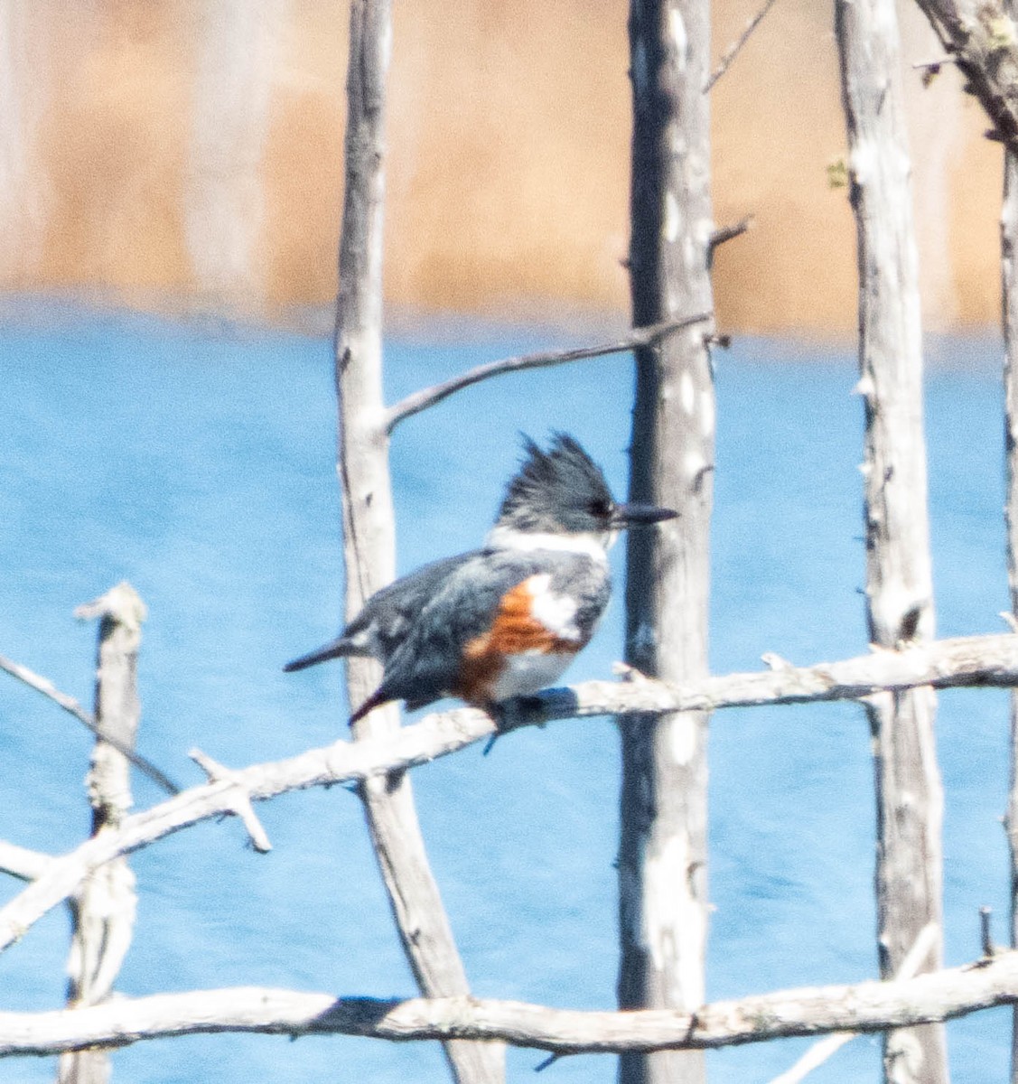 Belted Kingfisher - ML618400433