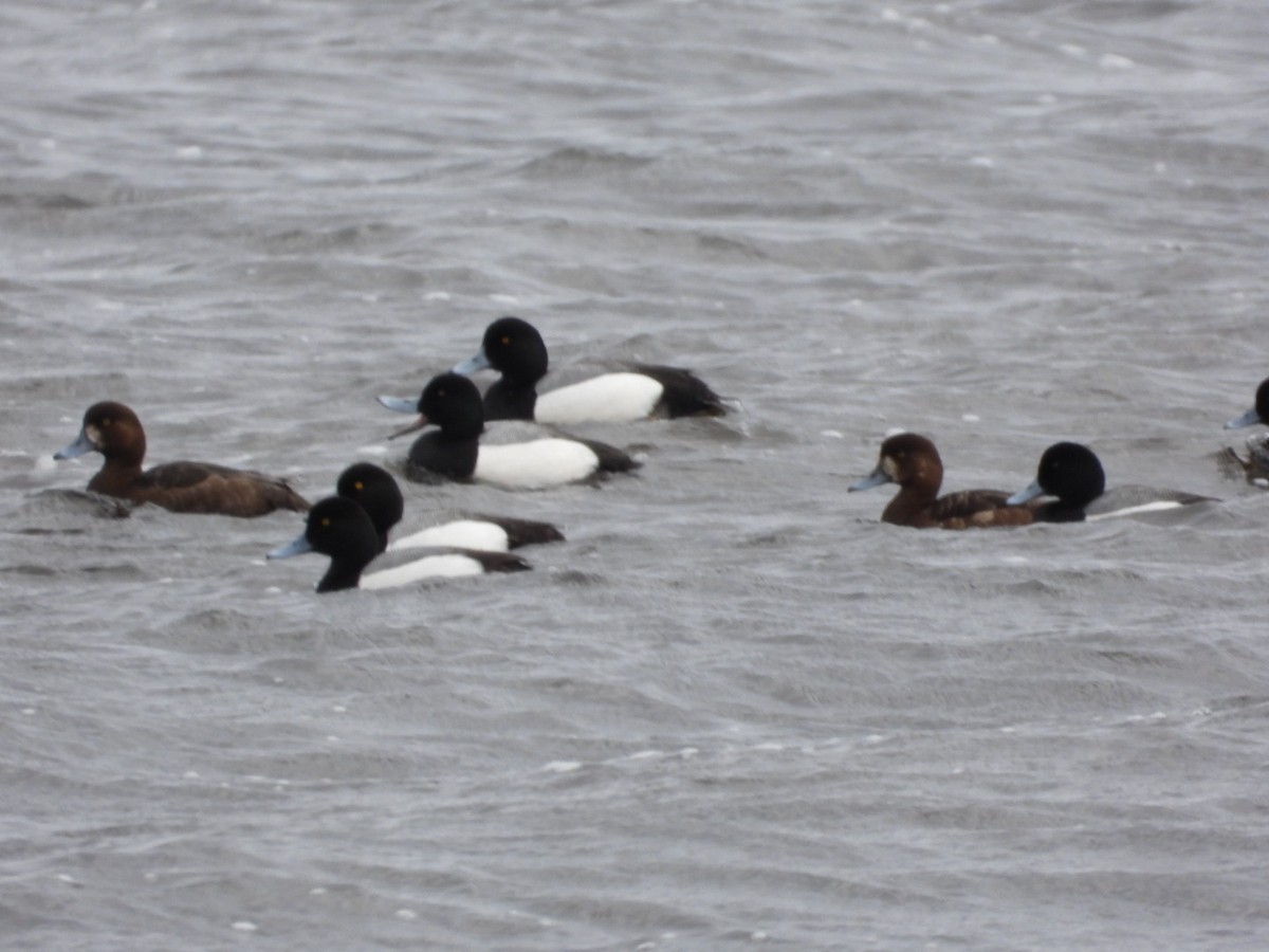 Greater Scaup - ML618400463