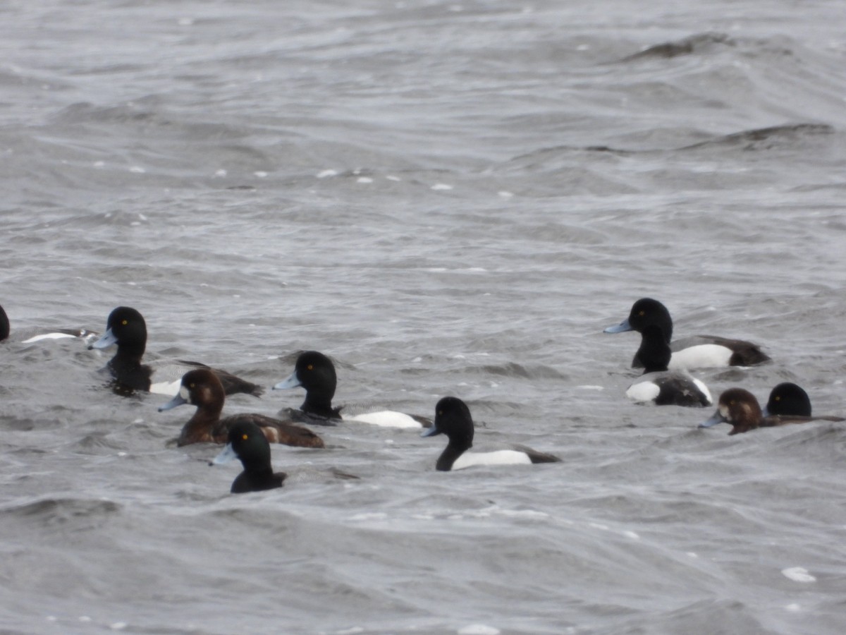 Greater Scaup - ML618400464