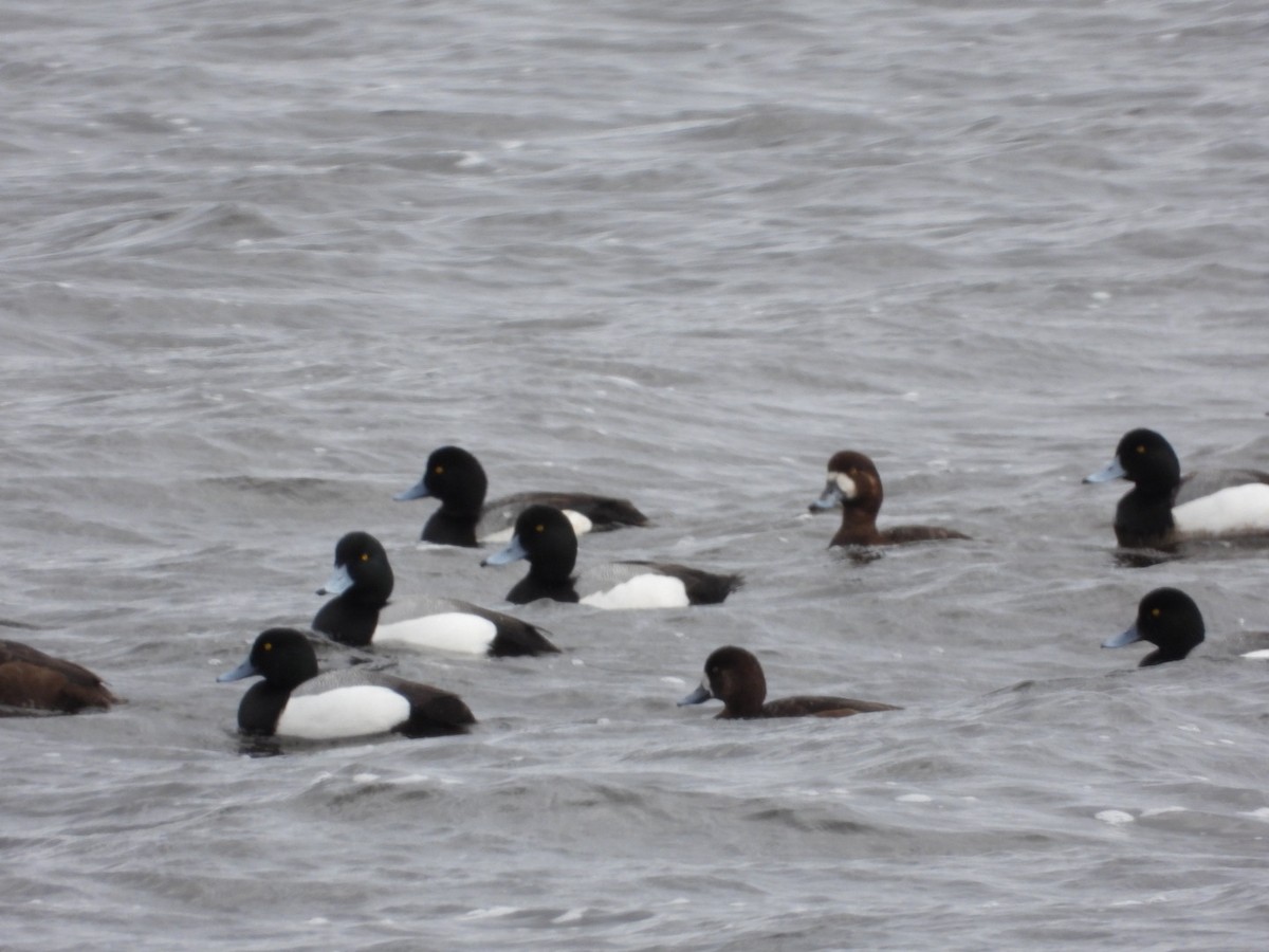 Greater Scaup - ML618400465