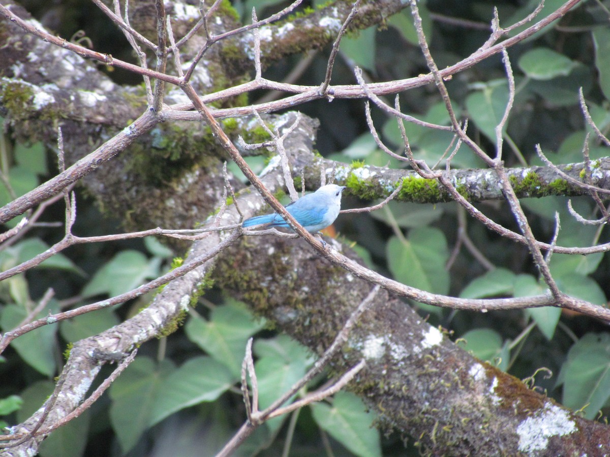 Blue-gray Tanager - ML618400486