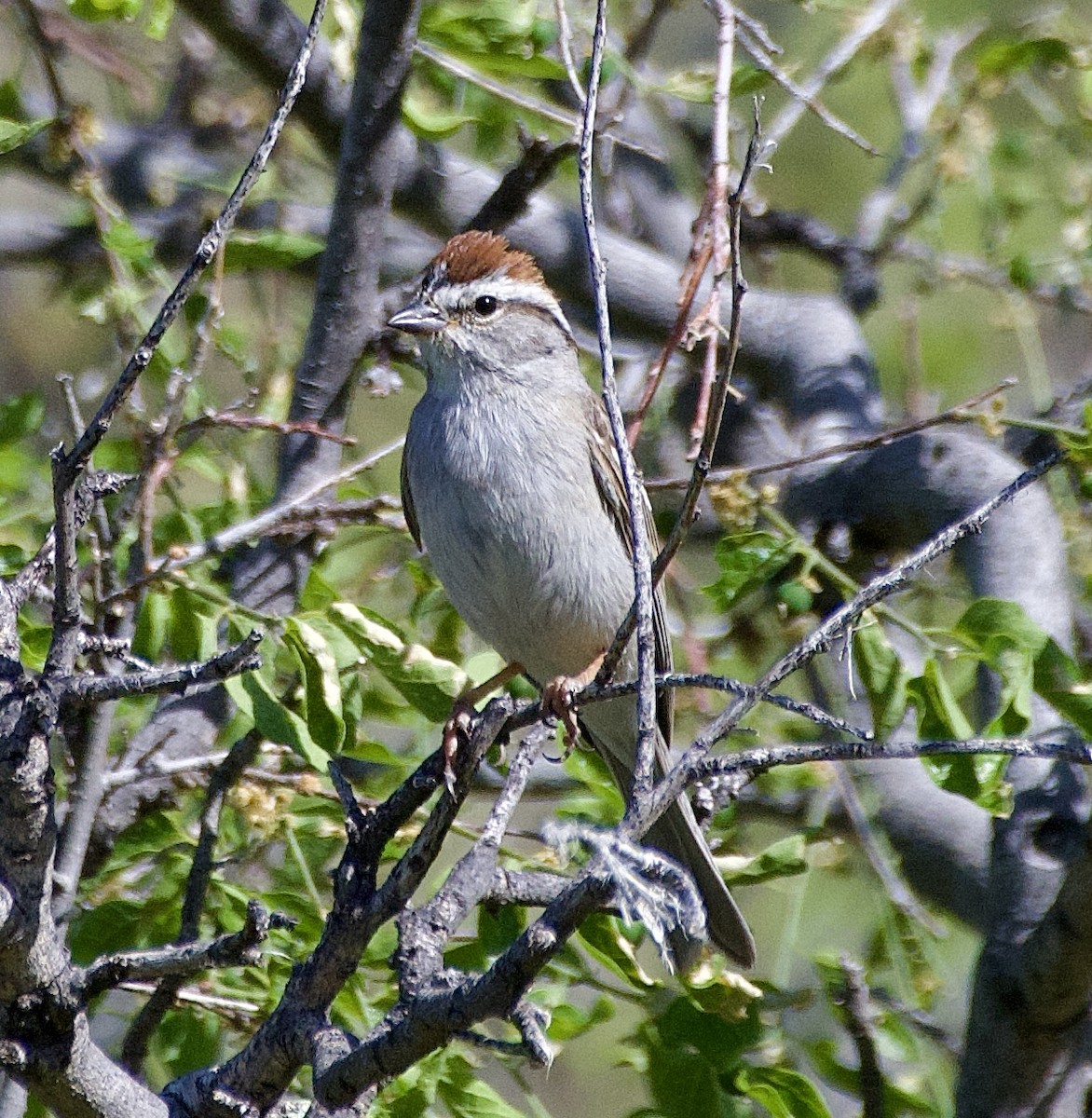 Chipping Sparrow - ML618400495