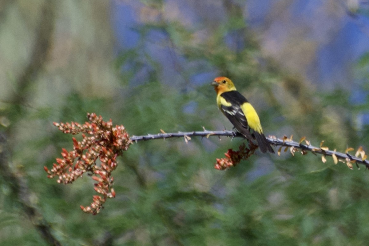 Western Tanager - ML618400516