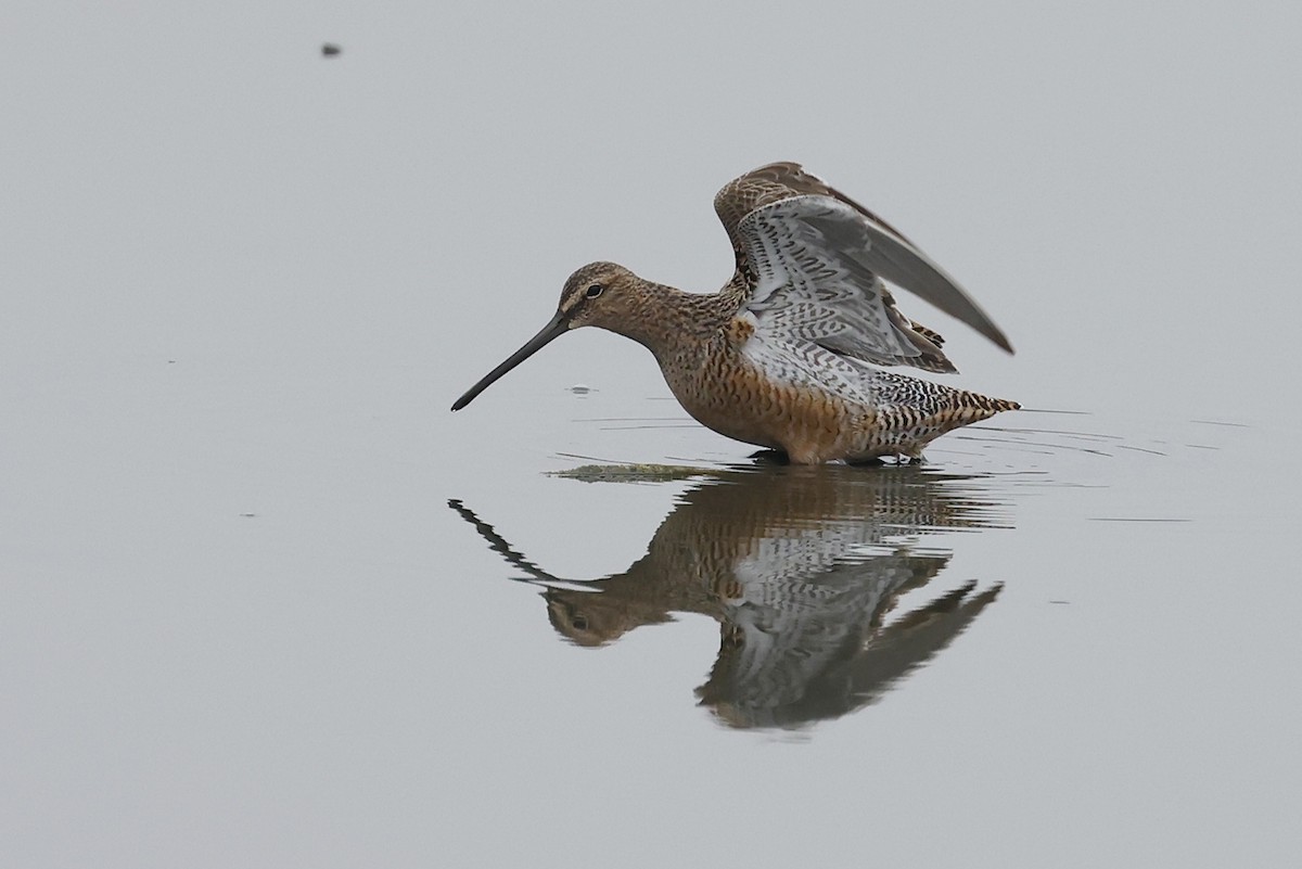 Long-billed Dowitcher - Michael Todd